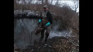 FIRST CHECK ON THE NEW BEAVER LINE!! (You won't believe this!) #trapping #beaver #raccoon #bridger