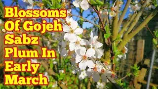 How It Looks Like: Early Plum Gojeh Sabz In Early March/ In Full Blosdom/ No Insec Pollinators