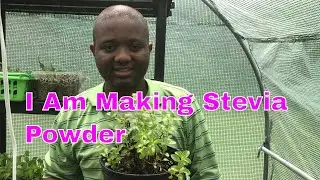 Homemade Stevia Powder | Ways To Reduce Bitter Aftertaste