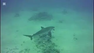SHARK, Scuba Diving