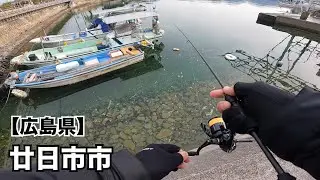 【広島釣り】1月の釣りが難し過ぎて癒しを求めてロックフィッシュの楽園に行って来た‼️
