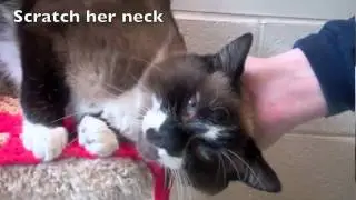 Jada a Snowshoe Mix available for adoption at the Wisconsin Humane Society