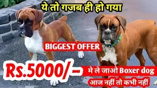 ये क्या बवाल हो गया 🔥 Rs.5000 मे ले जाओ Boxer dog | semi adult boxer for sale