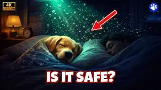 Dog Behavior Explained | If You Sleep with Your Dog Each Night, THIS Will Happen