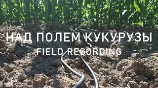 Полевая запись | Над полем кукурузы