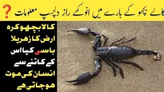 Black Scorpion in Pakistan Most Dangerous and poison insect|Kala Bhicho
