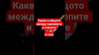 Какво е общото между прилепите и пчелите и други ползи