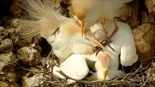 Cattle Egrets -Koereigers - ( Strange mating )
