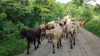 Arreamos Ganado por Carretera entre Cerros, Curvas y Trafico de Vehículos