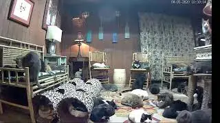 Puffy Paws TV:  Help Save 200 Kitties.