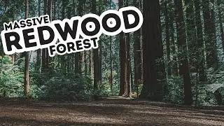 REDWOOD FOREST - ROTORUA