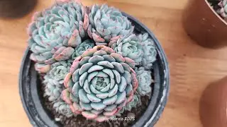 Colônias de suculentas,  simples e lindas, conheçam algumas aqui do meu espaço