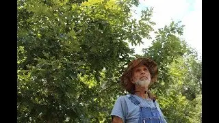 White Oak  -- Living Off The Land