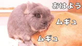朝イチの挨拶が全力ハグでムギを困惑させちゃうミミが可愛すぎました【No.1801】
