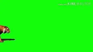 Tiger green screen effects | Free to download