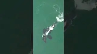 this Killer Whale's 🍆 is SO BIG it can be seen from SPACE!  💯🤣