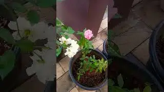 Flowers 🌺🌹#shortvideo#plantlover#reemzbasket