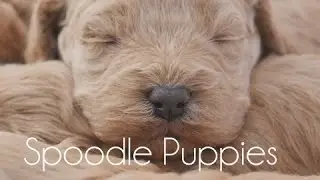 Sleepy Spoodles!!!