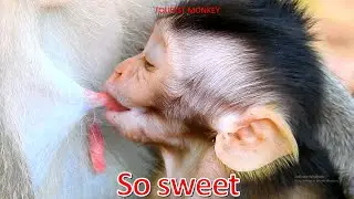 Fresh milk super sweet, Baby Quinton really like sweet milk, quinton need only fresh milk