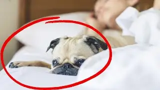 Where EXACTLY Does Your Dog Want to Sleep? And What It Reveals About Your Bond