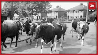 Life in Liverpool when cows were 'let out' onto our city streets