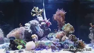 Nano Reef Tiago Galli Modelo closed loop Basso