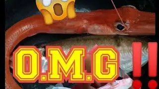 Longline Fishing | Palangre 02 (KITANG) | daming pulang isda | may isang kakaiba!!