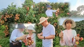 ĐƯA KHÁCH TRUNG QUỐC VỀ THĂM VƯỜN VẢI 30 TẤN  CHỐT LUÔN