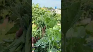 Harvesting pumpkin buds #farming