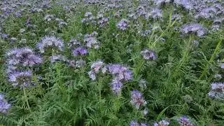 Fun facts about blue tansy (Phacelia tanacetifolia) [4K]