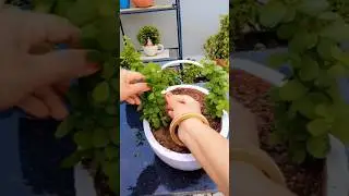 #diy jade plant topiyari #garden #motivation #gardening #ytshorts #january2019