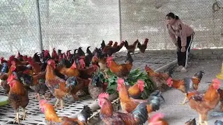 Separate the roosters and hens. Why do chickens need to be fed grass? ( Ep 404 )