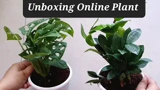 Online Plants Shopping in India | Buy Plants Online | Amazon Plant Unboxing | Plants Up