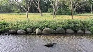 從桃園大溪的中庄調整池走過中庄吊橋，串聯山豬湖生態親水公園的行程，舒適愜意。