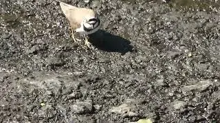 【野田市の野鳥】コチドリ Little Ringed Plover（チドリ科）★2023.4.9★