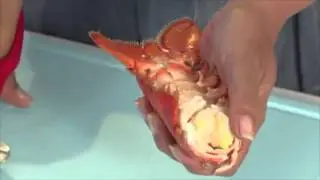 Crusta - forbici per crostacei by Arcucci Trade