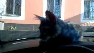 Котенок мейн кун - kitteen maine coon  - cattery 