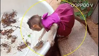 OMG , Monkey Janny trying to catch the crabs, Janny so  lovely
