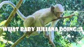 What Poor Baby Monkey Juliana Doing!Juliana Is Smart Eating Food Far Away From Friend After Get Food