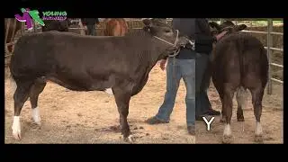 Stockjudging- Beef Reasons