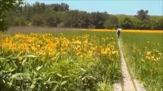 ﾍﾞﾝｾ湿原の花(青森県）  Titanic： Piano 【PIANO：Kiyoshi Ichinohe 】