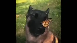 i have no enemy dog with butterfly on nose | 10HoursClip