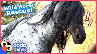 Hero Saves Herd Of Wild Horses Chased By A Helicopter! | Dodo Kids | Rescued!