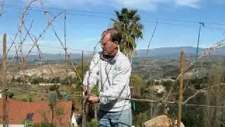 Cordon Spur Pruning 3rd Year Zinfandel Vines