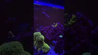This is how MUCH food my fish eat. #youtubeshorts #fish #coral #aquarium #feedshorts #food #reef
