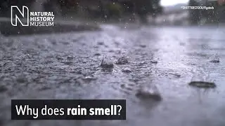 Why does rain smell? | Natural History Museum
