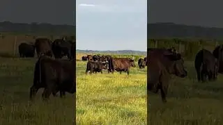 Working Cattle Beaty Ranch #fypyoutube #cow #farming #cattle #horse