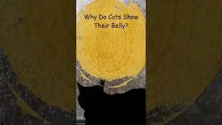 Why Do Cats Show Their Belly? 😼 #CatBelly #TrustingCat