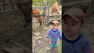 #baby #sapi #pengembalasapi