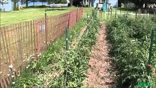Organic Tomato Patch Update